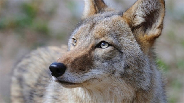 Un coyote