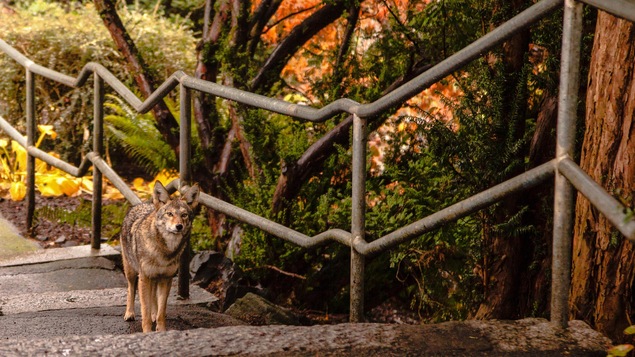 Un coyote dans un parc.