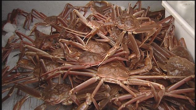 Des crabes des neiges dans un bac.