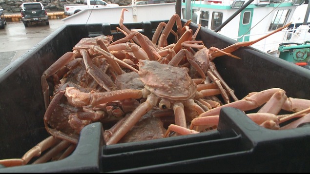 Crabes fraîchement pêchés dans un bac.