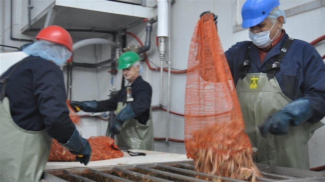 Les crevettes arrivent à l'usine des Pêcheries Marinard à Rivière-au-Renard en Gaspésie
