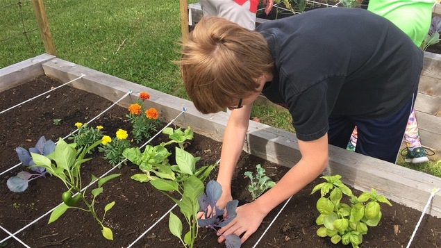 Un élève plante un chou. Un élève plante un chou.
