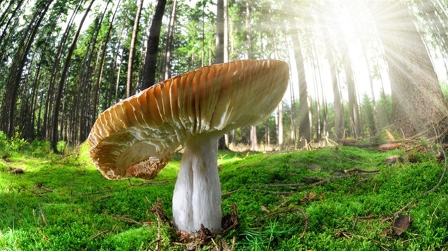 Un champinon sauvage en forêt