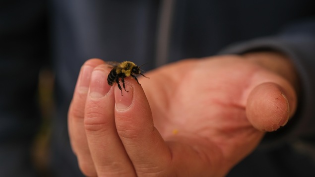 L'apiculteur examine de près l'état de la fourure de cette jeune abeille ouvrière.