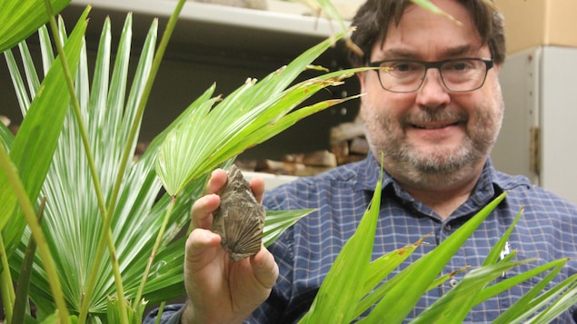 David Greenwood et le fossile de la toute nouvelle espèce de palmier préhistorique