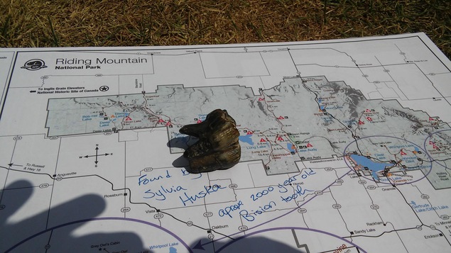 Une dent noire et fossilisée est sur une carte du parc national de Mont-Riding. Une dent noire et fossilisée est sur une carte du parc national de Mont-Riding.