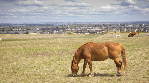 Chevaux dans un champ en bordure d'une ville des prairies (Calgary). Chevaux dans un champ en bordure d'une ville des prairies (Calgary).