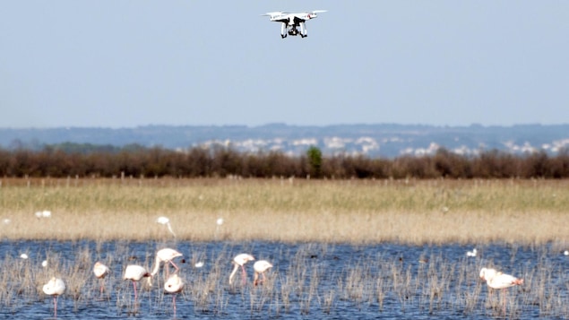 Un drone survole un groupe de flamants roses en Camargue, en France. Un drone survole un groupe de flamants roses en Camargue, en France.