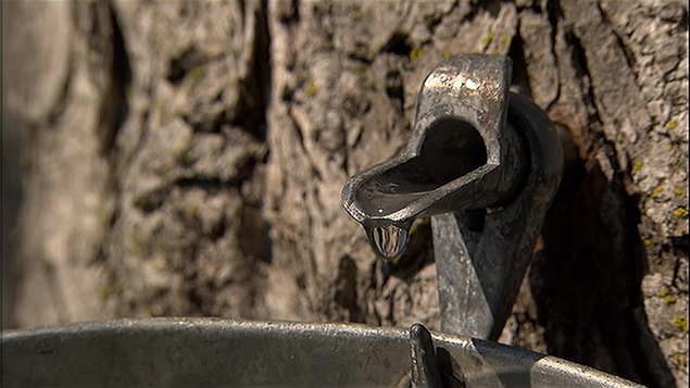 Une goutte d'eau d'érable