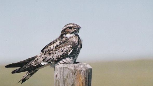Un engoulevent d'Amérique posé sur un poteau de bois. Un engoulevent d'Amérique posé sur un poteau de bois.