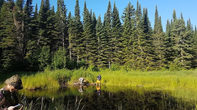 Étude d'un étang dans la réserve naturelle de Big Trout Bay. Étude d'un étang dans la réserve naturelle de Big Trout Bay.