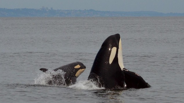 Un épaulard adulte a la tête relevée, à sa gauche un animal plus jeunesaute, on lui voit le haut du corps et l'aileron, en arrière-plan, la côte au loin avec quelques bâtiments.
