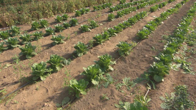 Des plants de légumes verts dans un champs.