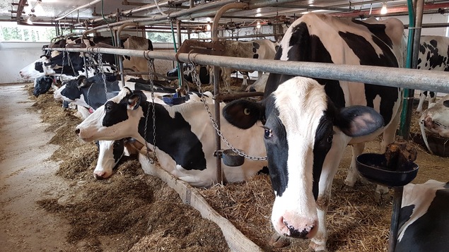 Des vaches laitières