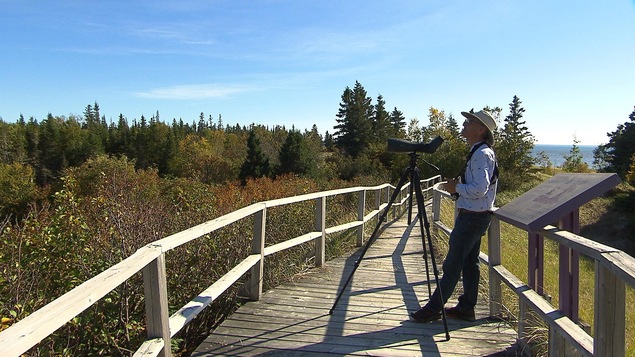 La nature de la Côte-Nord a beaucoup à offrir aux amateurs d'ornithologie.