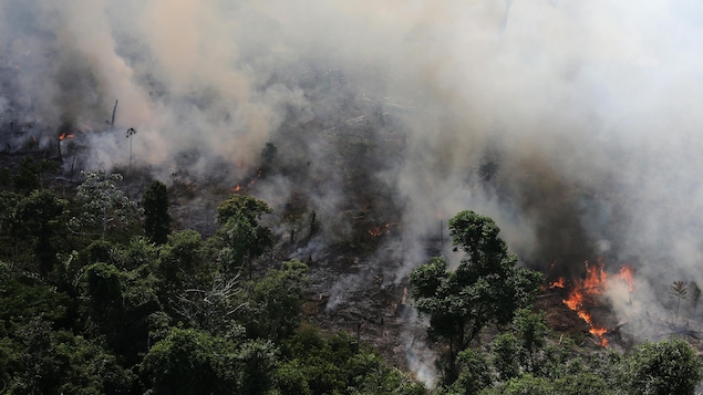 Une forêt qui brûle avec une épaisse fumée
