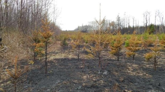 Un feu sur un terrain à Covehead qui a échappé au contrôle du propriétaire pour ensuite se propager à une zone boisée à proximité. Un feu sur un terrain à Covehead qui a échappé au contrôle du propriétaire pour ensuite se propager à une zone boisée à proximité.