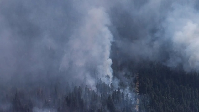 De la fumée épaisse se dégageant d'une forêt de conifères.