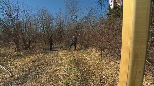 Les oiseaux sont capturés à l'aide de grands filets déployés dans la forêt. Les oiseaux sont capturés à l'aide de grands filets déployés dans la forêt.