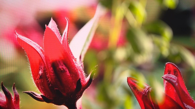 Des fleurs d'hibiscus pour cuisiner.