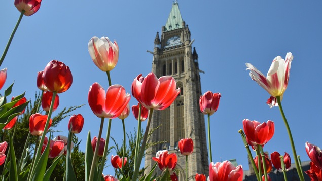 La photo présente des tulipes rouges en avant-plan et la tour du Parlement d'Ottawa en arrière-plan. La photo présente des tulipes rouges en avant-plan et la tour du Parlement d'Ottawa en arrière-plan.