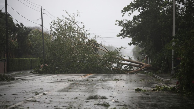 Un grand arbre a été jeté au sol par l'ouragan Irma, bloquant une rue entière à Miami, en Floride.