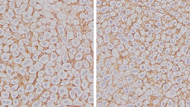 Chez la souris, la taille des cellules hépatocytes atteint son maximum à la fin de la nuit (droite) et son minimum à la fin de la journée (gauche). Chez la souris, la taille des cellules hépatocytes atteint son maximum à la fin de la nuit (droite) et son minimum à la fin de la journée (gauche).