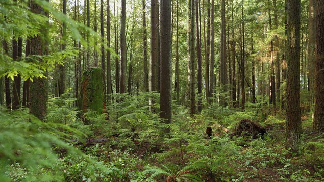 Une forêt canadienne.