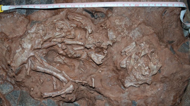 Le fossile de bébé Louie, un embryon de dinosaure découvert dans les années 1990. 