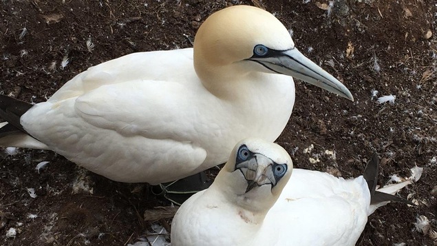 Couple de fous de bassan. L'incubation de l'oeuf dure 44 jours. Elle est suivie d'une période de nourrissage de 91 jours