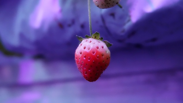 Un fraise perchée sous une lumière hydroponique