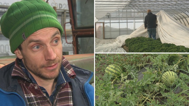 Montage photo : un gros plan de François Biron, un employé recouvre d'une bâche le kale dans une serre et des melons viennent à maturité dans la serre. Montage photo : un gros plan de François Biron, un employé recouvre d'une bâche le kale dans une serre et des melons viennent à maturité dans la serre.