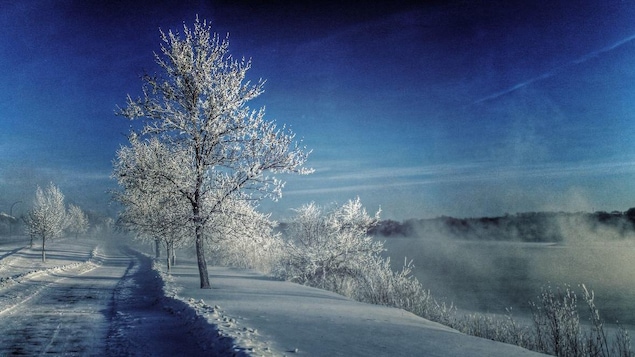 Des arbres enneigés le long d'une route sous un ciel bleu.