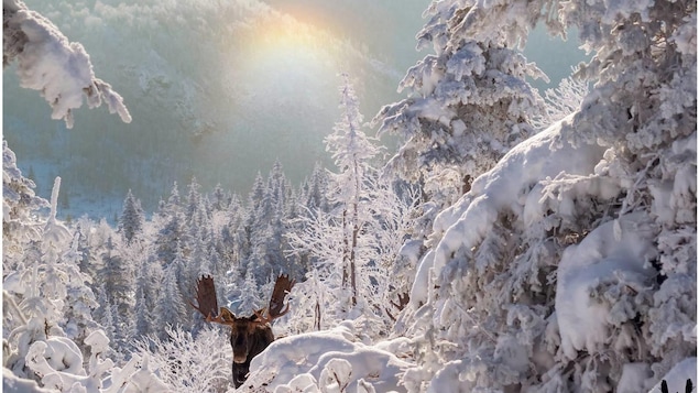 Sans aucune expérience en photographie lors de ses débuts il y a 2 ans, Éric Deschamps est depuis devenu un photographe de nature sauvage reconnu. Cette photo d'un orignal dans le Parc national de la Gaspésie a été prise lors de ses débuts.