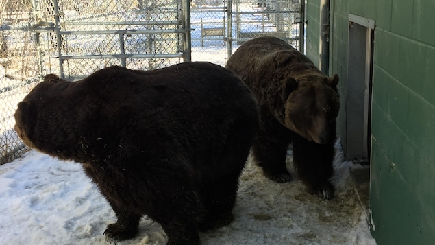 Mistaya et Koda, deux grizzlis du zoo de Saskatoon Mistaya et Koda, deux grizzlis du zoo de Saskatoon