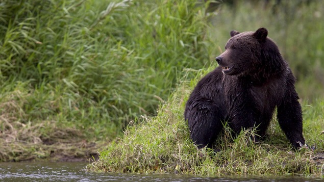 Un grizzly se repose au bord d'une rivière du parc provincial de Tweedsmuir, près de Bella Coola, en Colombie-Britannique.