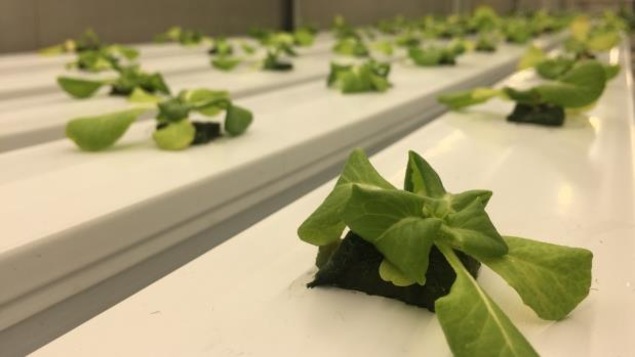 Plants en rangé dans une serre