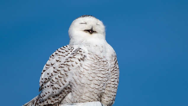 Gros plan sur un harfang des neiges