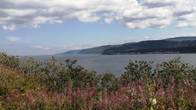 Le fleuve Saint-Laurent et les montagnes de la Gaspésie vus derrière des fleurs sauvages.