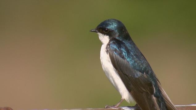 Une hirondelle bicolore