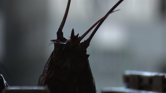 Homard Homard