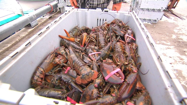Une caisse pleine de homards vivants
