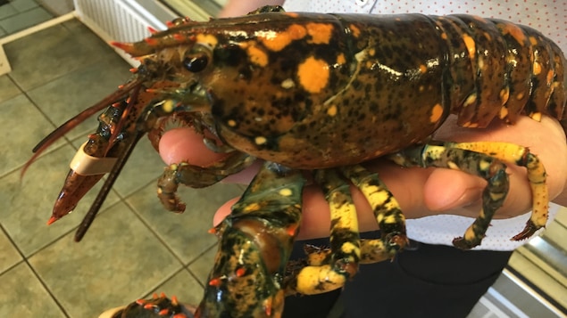 Une dame tient dans ses mains un rare homard tacheté Une dame tient dans ses mains un rare homard tacheté