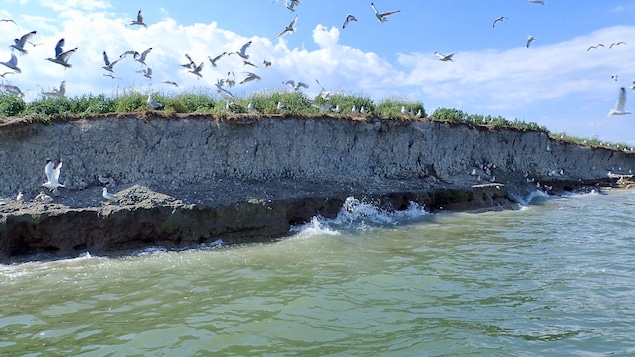 L'île Deslauriers, située à l'est de Varennes en Montérégie, a perdu le tiers de sa superficie depuis 10 ans. Sur la photo, les vagues frappent une falaise en terre de 2 mètres de haut autour de laquelle volent de nombreux oiseaux.