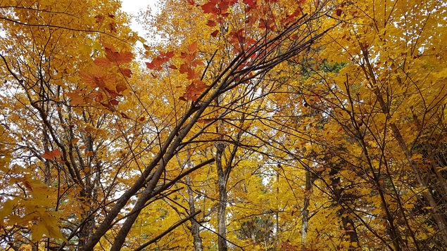 Arbres d'une forêt vus en contre-plongée.