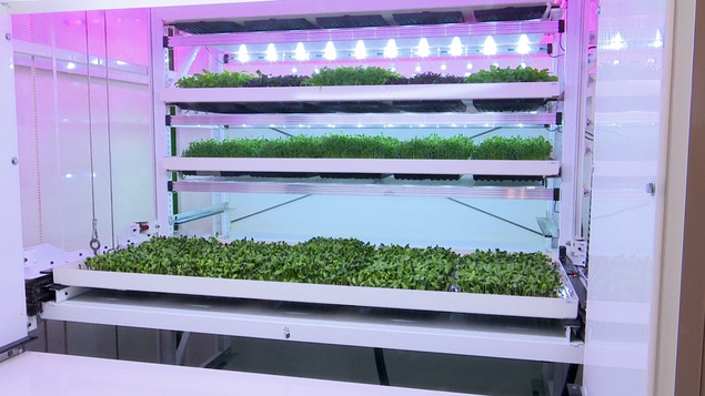 Des légumes en feuilles poussent dans une machine installée à l'intérieur de l'église de Saint-Pacôme.