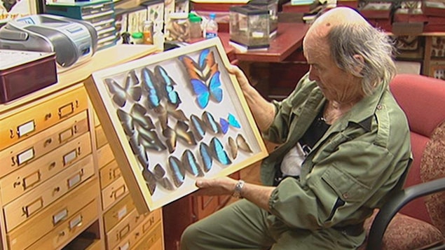 L'entomologiste Georges Brossard présente une partie de sa collection d'insectes.