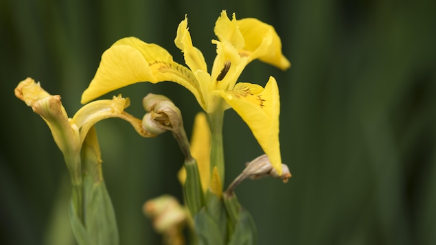 Iris jaune des marais Iris jaune des marais