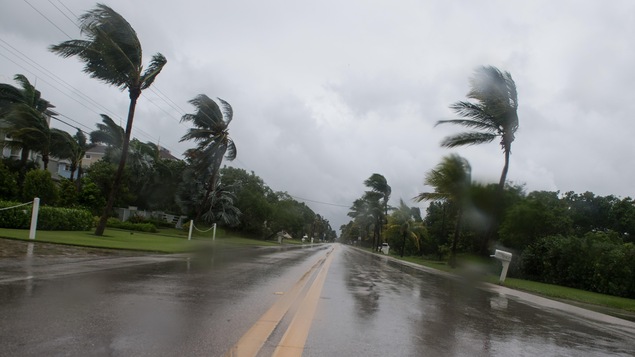 Des palmiers sont malmenés à Naples sur la côte ouest de la Floride où l'ouragan Irma a touché terre, dimanche après-midi.