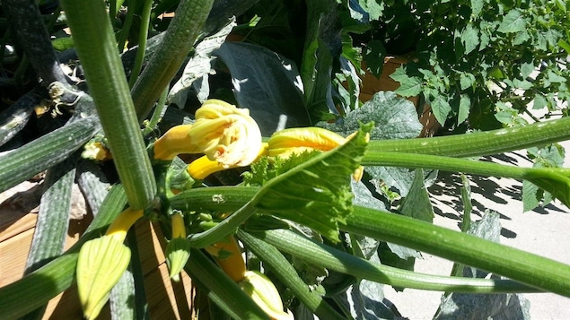 Des légumes d'un jardin Des légumes d'un jardin